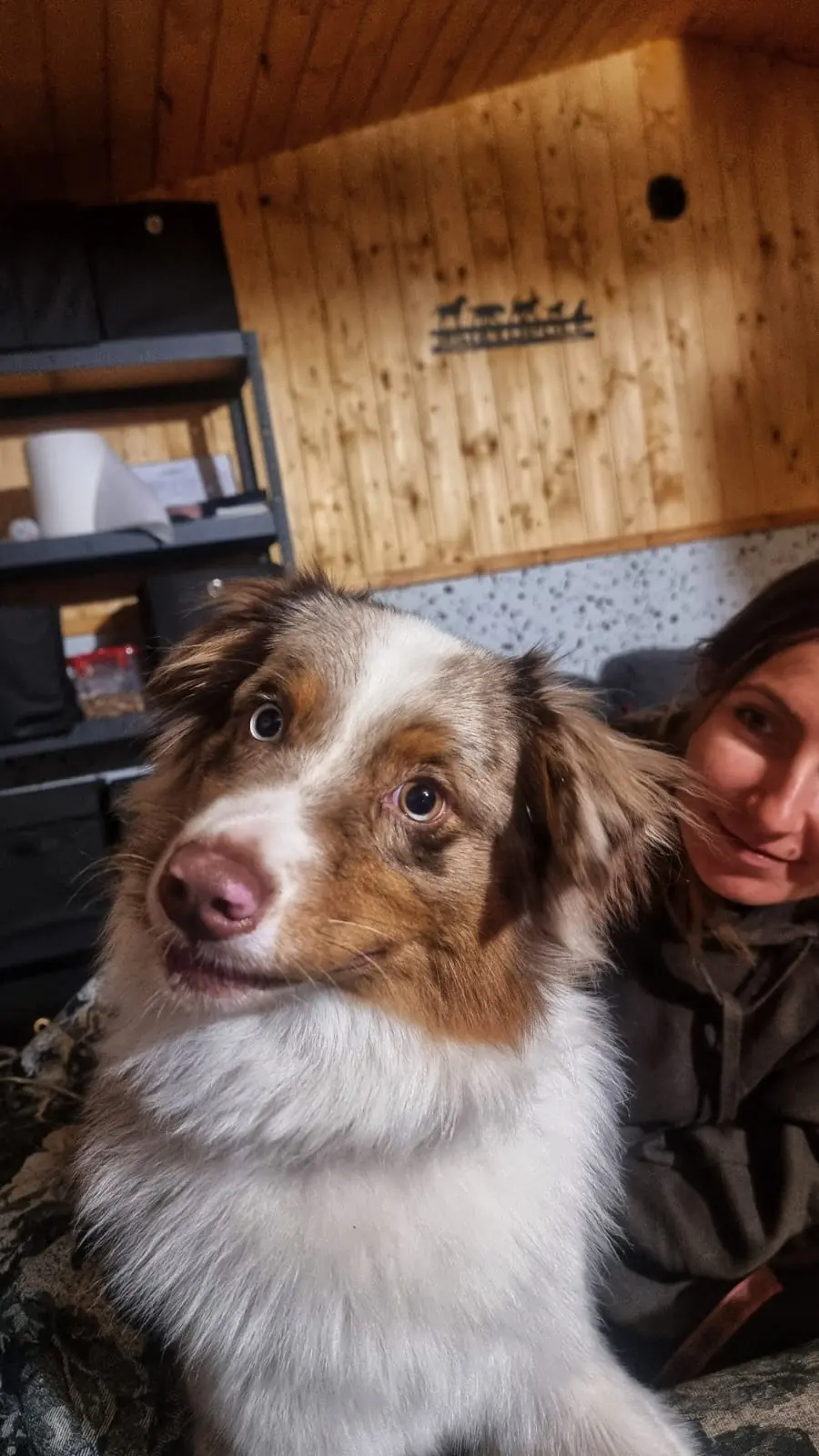 Australian Shepherd w hotelu