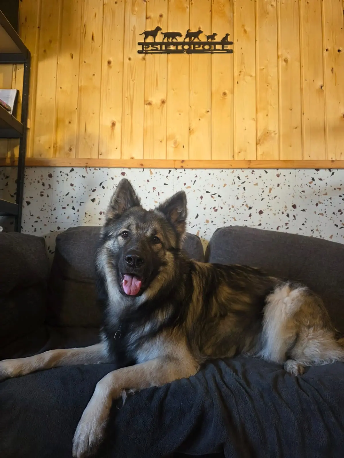 Pies odpoczywający na kanapie