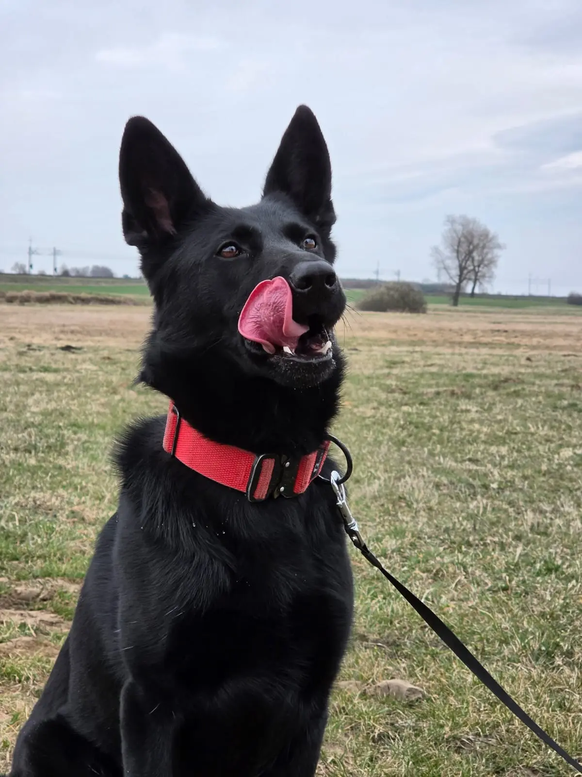 Czarny pies z różowym językiem na polu