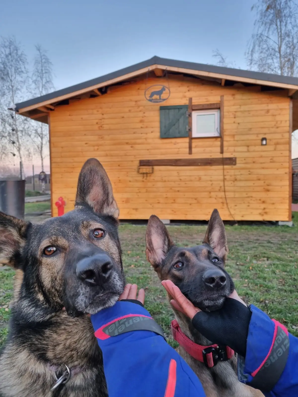 Budynek Psietopole z psami