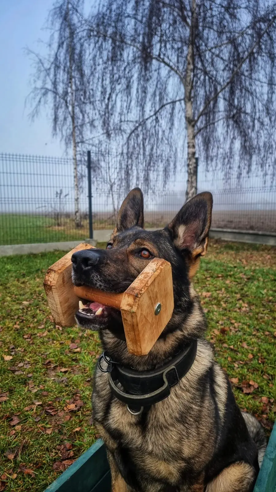 Owczarek niemiecki z aportem podczas treningu